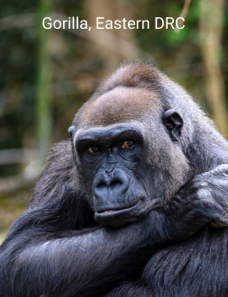 monkey